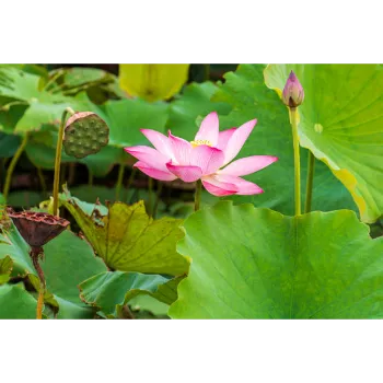 Natural Lotus Plant